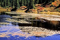 Grasses on One Acre Lake